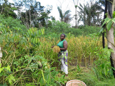 Rice cultivation practices help scientists understand the origins of cultures.